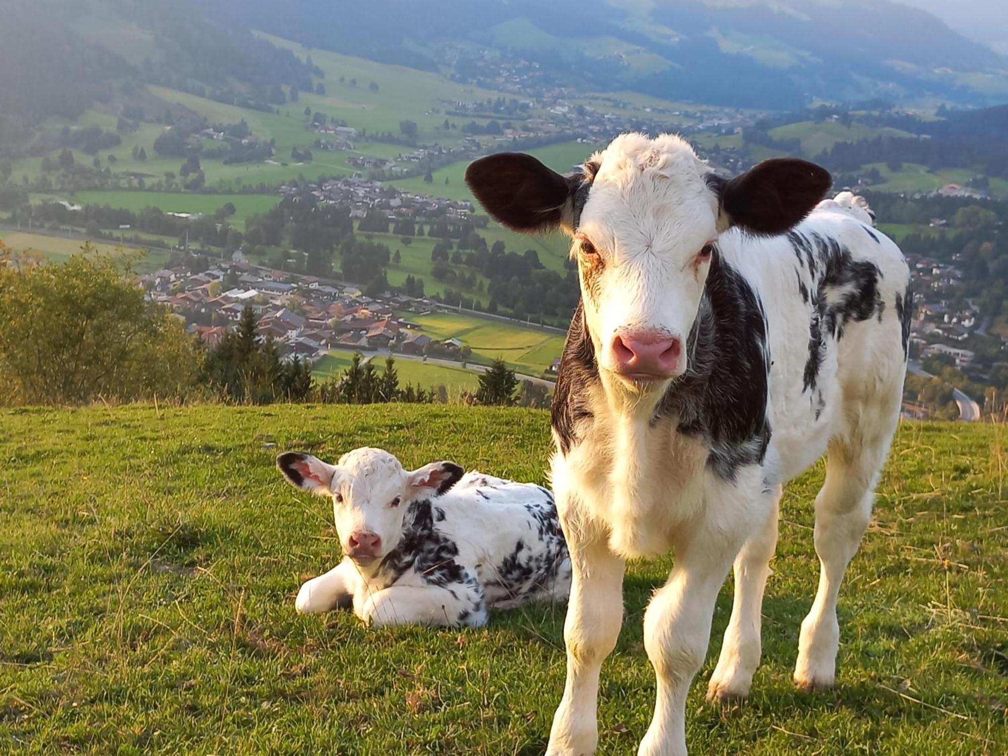 Ferienwohnung Hahnenkammblick Kitzbühel Exterior foto